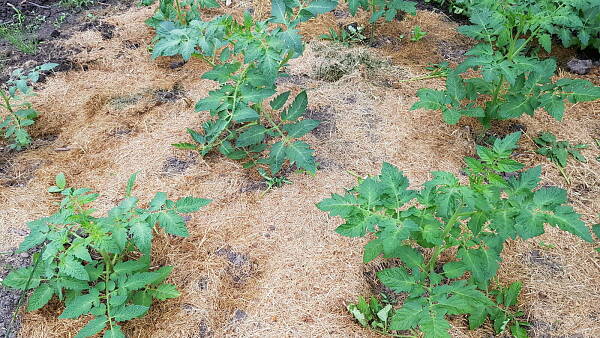 Themenbild: Mulchen von Tomaten