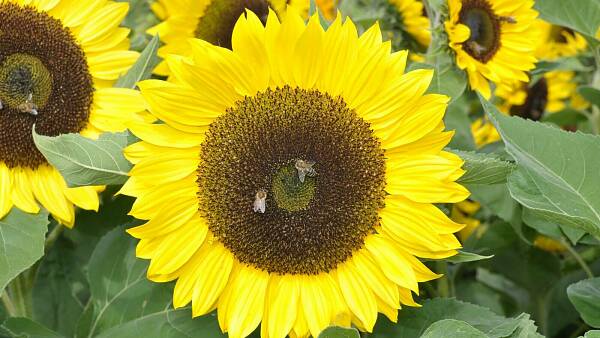 Themenbild: Sonnenblume Themenbild: Sonnenblume
