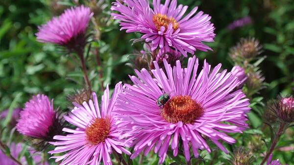 Themenbild: Raublatt-Aster Themenbild: Raublatt-Aster