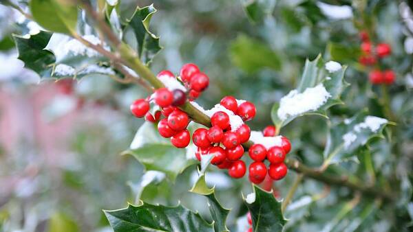 Themenbild: Ilex (Stechpalme)