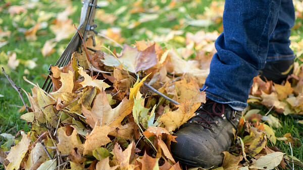 Rasenpflege im Winter Gartenberatung im Verband Wohneigentum e. V.