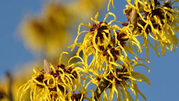 Themenbild: Zaubernuss / Hamamelis