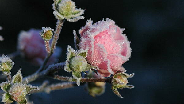 Themenbild: Rose mit Raureif