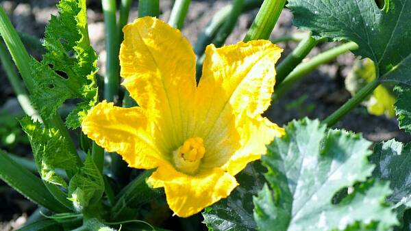 Themenbild: Zucchiniblüte