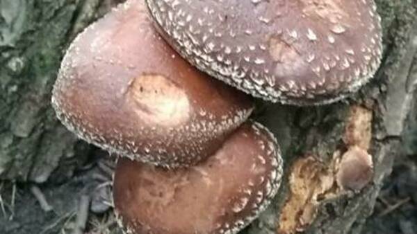 Themenbild: Shiitake