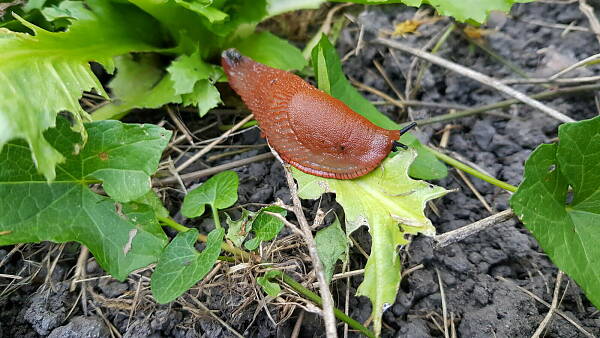 Themenbild: Nacktschnecke an Salat