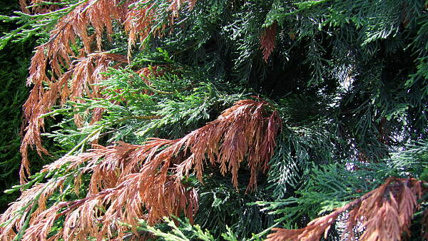 Themenbild: Triebsterben Thuja