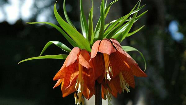Themenbild: Kaiserkrone