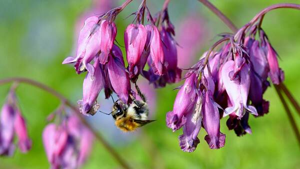 Themenbild: Zwerg Herzblume (Dicentra eximia)