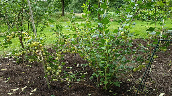 Themenbild: Stachelbeere vor dem Schnitt Themenbild: Stachelbeere vor dem Schnitt