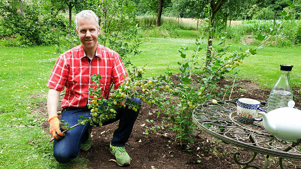 Themenbild: Stachelbeere schneiden Themenbild: Stachelbeere schneiden