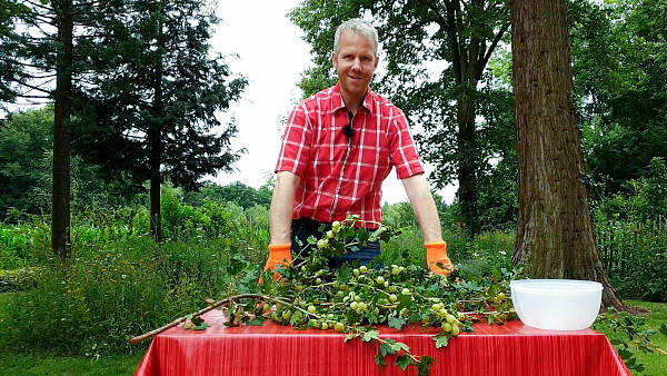 Themenbild: Stachelbeere schneiden Themenbild: Stachelbeere schneiden