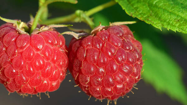 Themenbild: Himbeeren