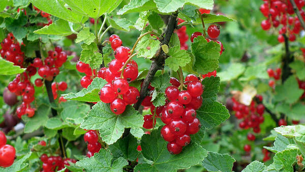 Themenbild: Johannisbeeren Themenbild: Johannisbeeren