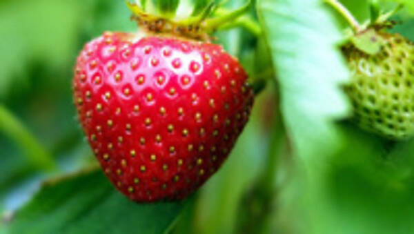 Themenbild: Erdbeere