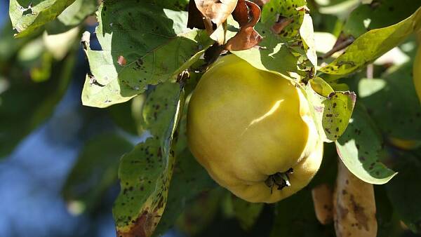 Themenbild: Quitte am Baum