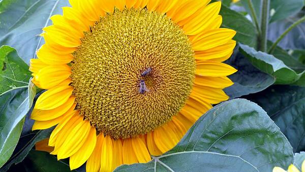 Themenbild: Sonnenblume Themenbild: Sonnenblume