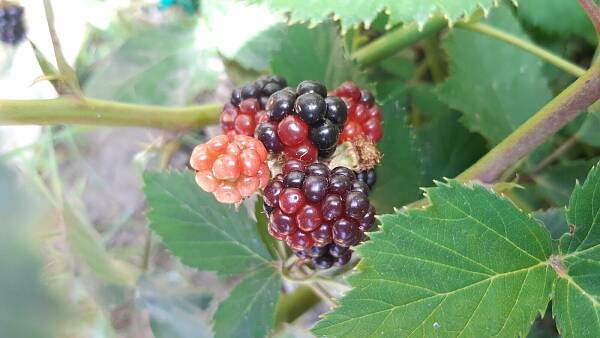Themenbild: Brombeeren mit unterschiedlichem Reifegrat Themenbild: Brombeeren mit unterschiedlichem Reifegrat