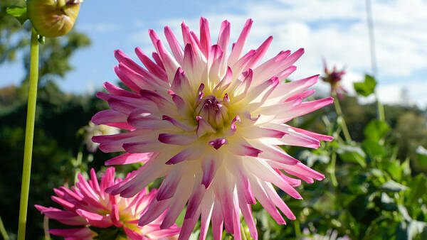 Themenbild: Sommerblüher Dahlie Themenbild: Sommerblüher Dahlie