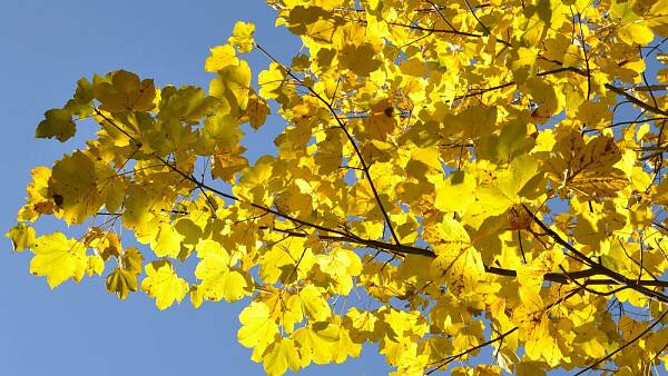 Themenbild: Ahornlaub verfärbt sich golden im Herbst