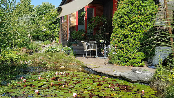 Themenbild: Teich mit Seerosen und Wohnhaus im Hintergrund