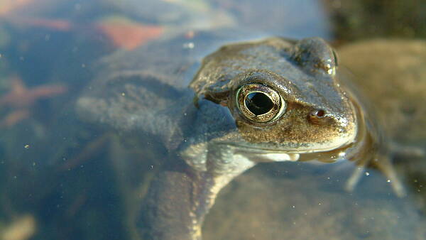Themenbild: Frosch im Gartenteich