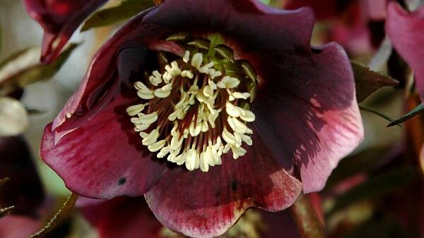 Themenbild: Lenzrose (Helleborus purpurescens) Themenbild: Lenzrose (Helleborus purpurescens)