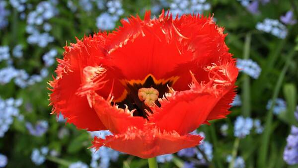 Themenbild: Tulpe Themenbild: Tulpe