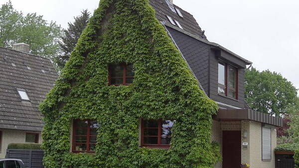 Themenbild: Wilder Wein an Hausfassade Themenbild: Wilder Wein an Hausfassade
