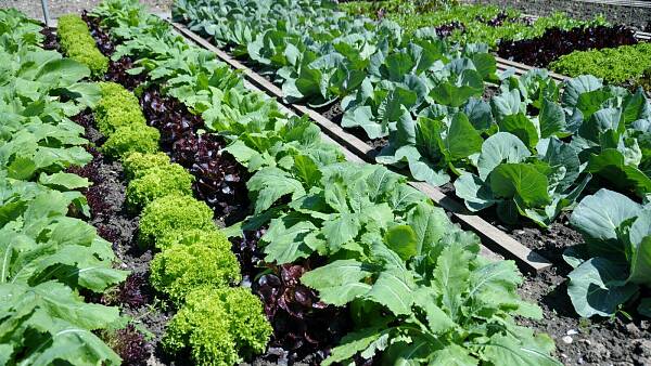 Themenbild: Gemüsegarten im Mai