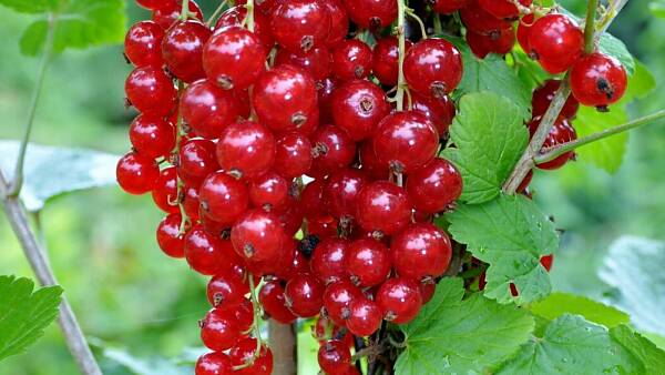 Themenbild: Rote Johannisbeeren