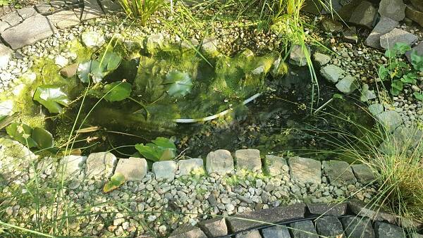 Themenbild: Gartenteich, halbleer