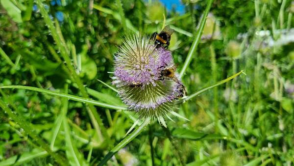 Themenbild: Hummel an Arteninsel