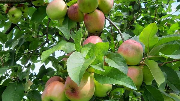 Themenbild: Äpfel am Baum