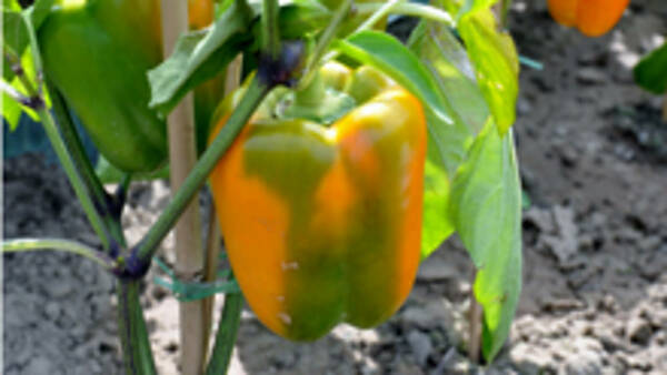 Themenbild: Paprika, noch nicht ganz rot Themenbild: Paprika, noch nicht ganz rot