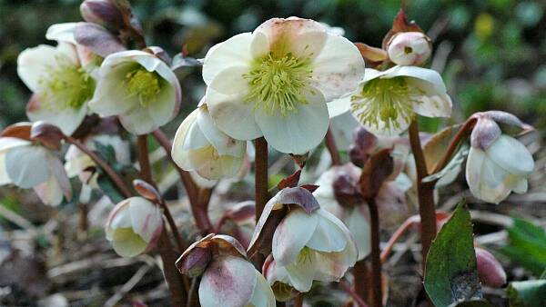 Themenbild: Die Christrose (Helleborus niger) Themenbild: Die Christrose (Helleborus niger)