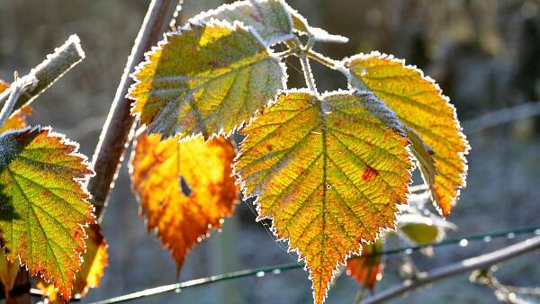 Themenbild: Brombeerblatt im Winter