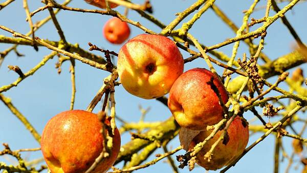 Themenbild: Äpfel am winterlichen Baum