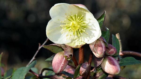 Themenbild: Christ- oder Schneerose (Helleborus niger)