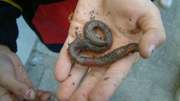 Themenbild: Hand mit dickem Regenwurm