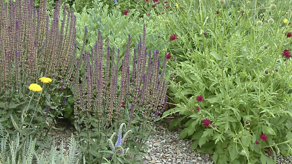 Themenbild: Bunte Pflanzenvielfalt im Kiesbeet