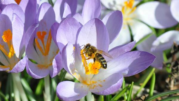 Themenbild: Krokus_unverzichtbare frühe Nahrung für Insekten