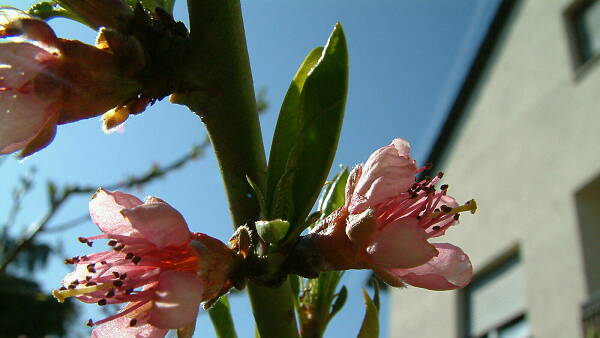 Themenbild: Pfirsichblüte