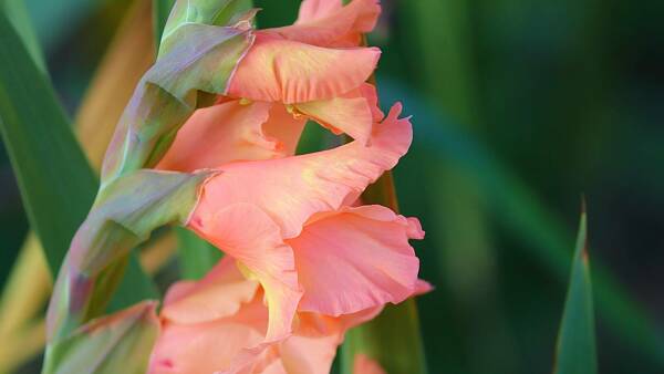 Themenbild: Gladiole blühend