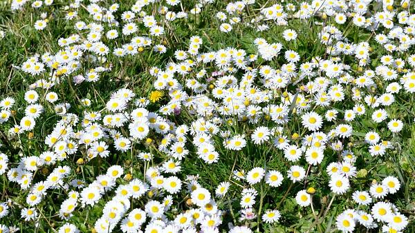 Themenbild: Gänseblümchen