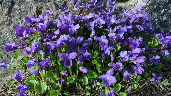 Themenbild: Die Natur ist jetzt voller Lebenskraft. Überall sprießt das neue Grün und viele Obstbäume tragen ihr prächtiges Blütenkleid. Im Garten ist viel zu tun: säen, pflanzen, zurückschneiden, aufräumen und Spätfröste abwehren. Themenbild: Die Natur ist jetzt voller Lebenskraft. Überall sprießt das neue Grün und viele Obstbäume tragen ihr prächtiges Blütenkleid. Im Garten ist viel zu tun: säen, pflanzen, zurückschneiden, aufräumen und Spätfröste abwehren.