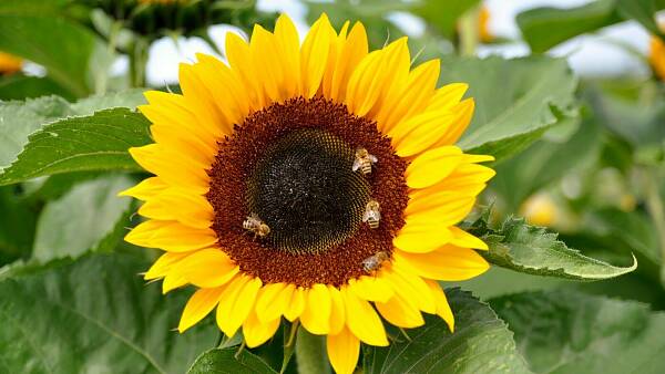 Themenbild: Sonnenblume, große Blüte Themenbild: Sonnenblume, große Blüte