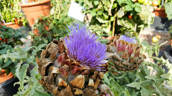 Themenbild: Artischocke 'Imperial Star'-Cynara scolymus