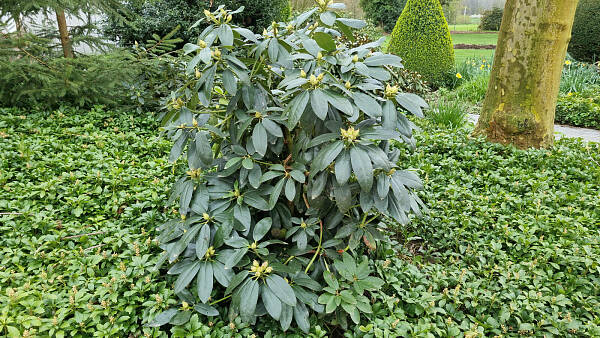 Themenbild: Rhododendron der auf Stock gesetzt wurde