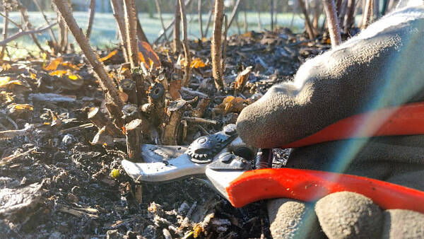 Themenbild: Herbsthimbeere mit Gartenschere schneiden